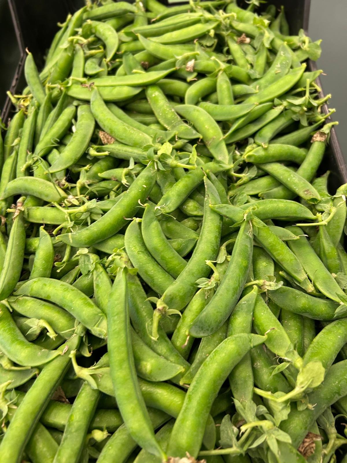 WhatsApp Image 2026-01-26 at 09.58.30