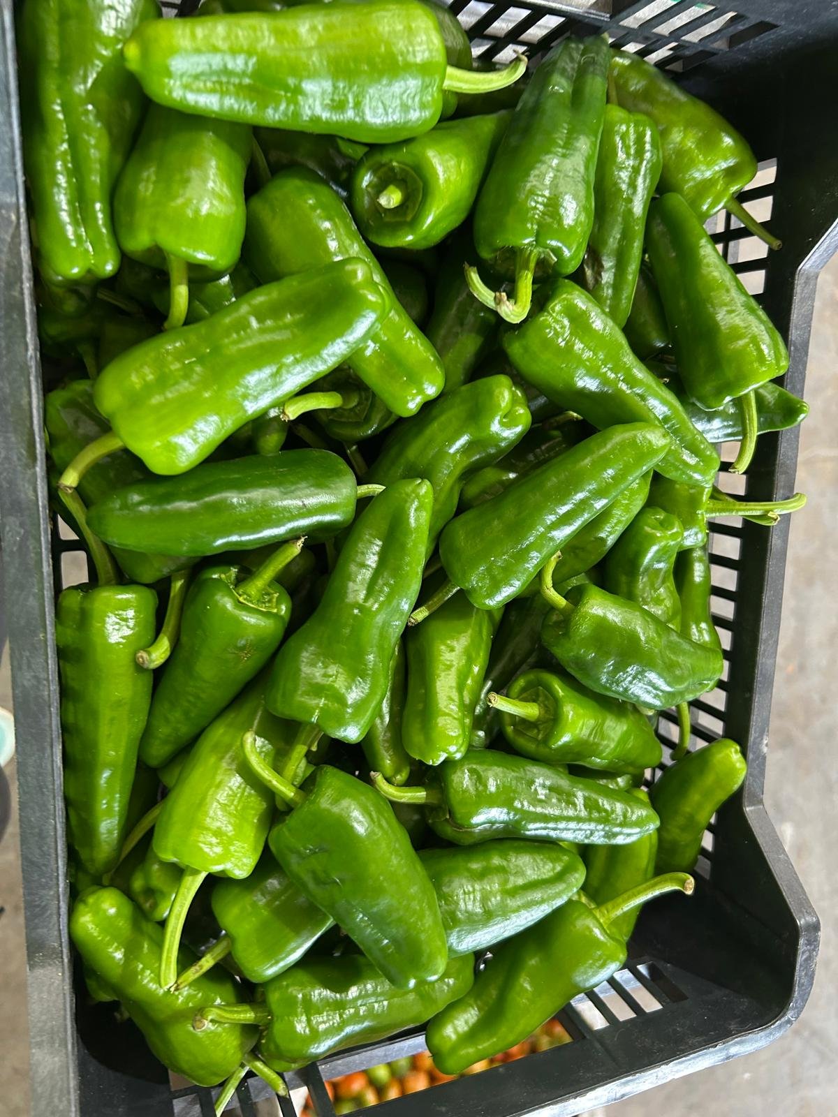 WhatsApp Image 2026-01-26 at 09.58.34